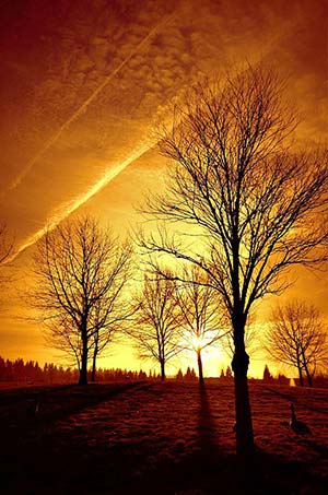Sunset Trees