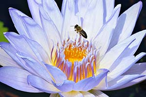 Blue Flower