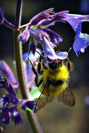 Bee