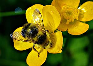 Bee Flower
