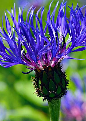 Blue Flower