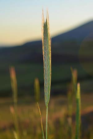 Grass