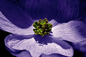 Purple Flower