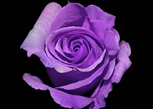 Blue Flower