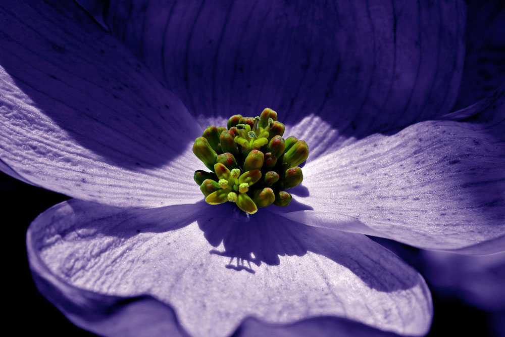 Purple Flower