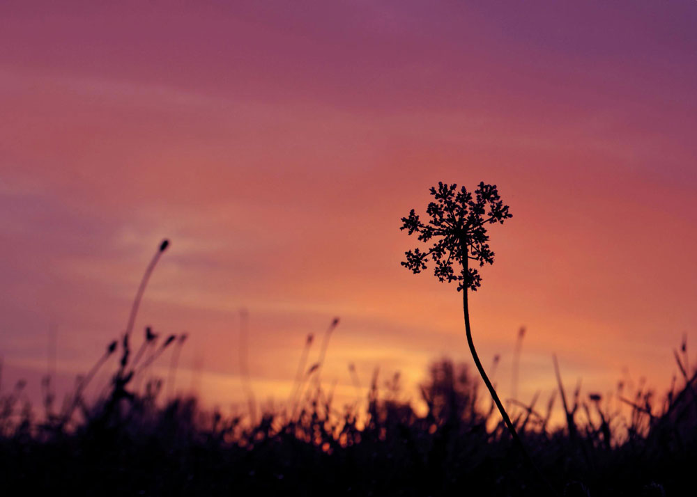 Sunset Through Grass